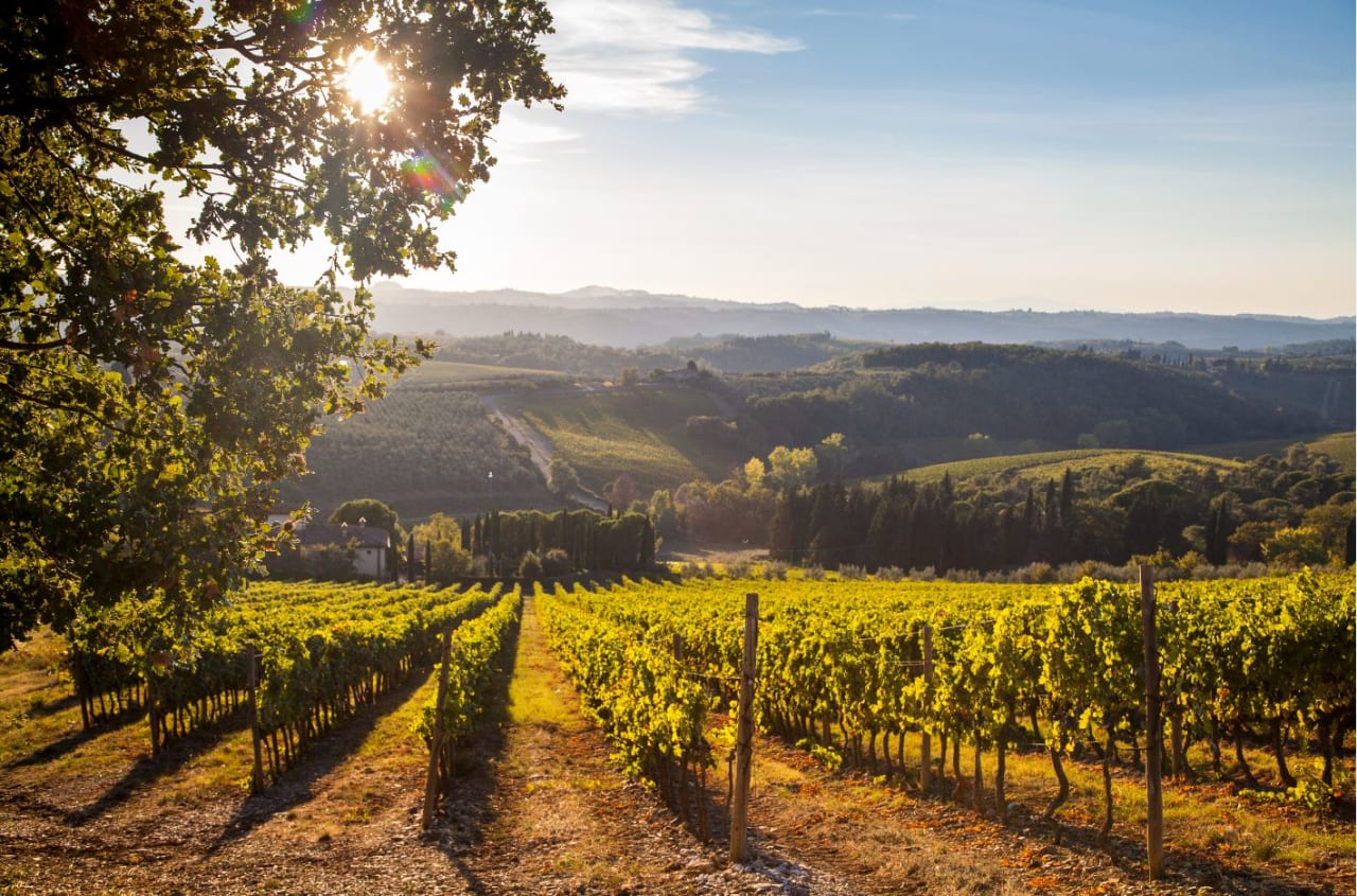 Weinberg Solaia in der toskanischen Landschaft